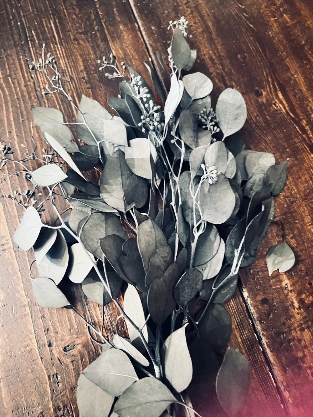 Bundle of Preserved/dried Eucalyptus